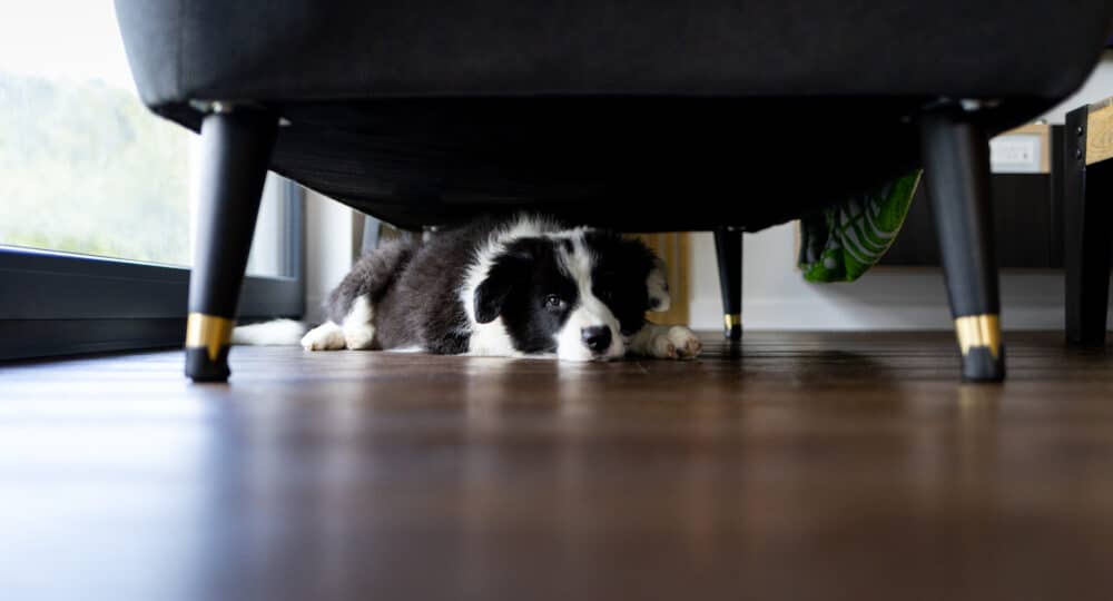 Adorable puppy dog hiding under sofa at home
