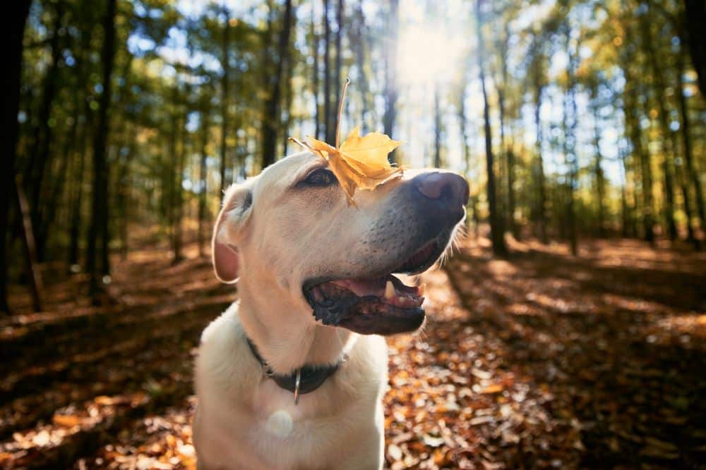happy dog in autumn forest 2022 02 02 03 58 20 utc